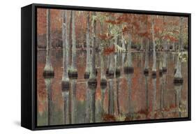USA, Georgia, Cypress Swamp with Fall Reflections-Joanne Wells-Framed Stretched Canvas