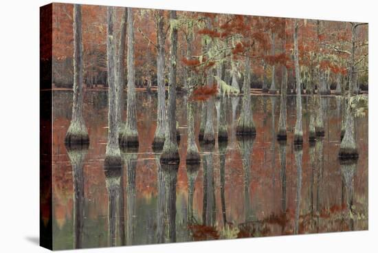 USA, Georgia, Cypress Swamp with Fall Reflections-Joanne Wells-Stretched Canvas