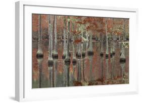 USA, Georgia, Cypress Swamp with Fall Reflections-Joanne Wells-Framed Photographic Print
