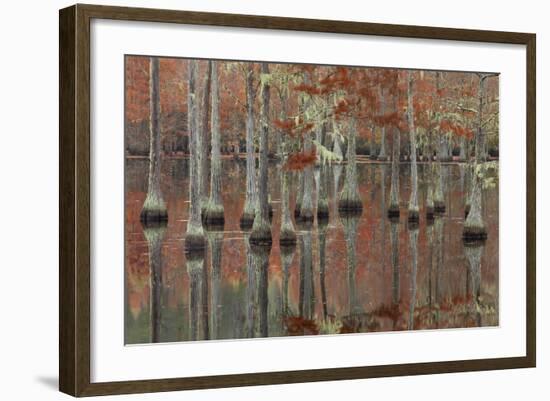 USA, Georgia, Cypress Swamp with Fall Reflections-Joanne Wells-Framed Photographic Print