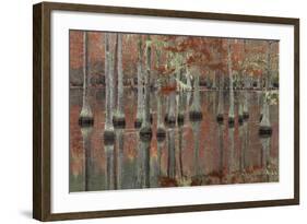 USA, Georgia, Cypress Swamp with Fall Reflections-Joanne Wells-Framed Photographic Print