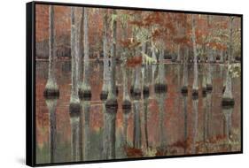 USA, Georgia, Cypress Swamp with Fall Reflections-Joanne Wells-Framed Stretched Canvas