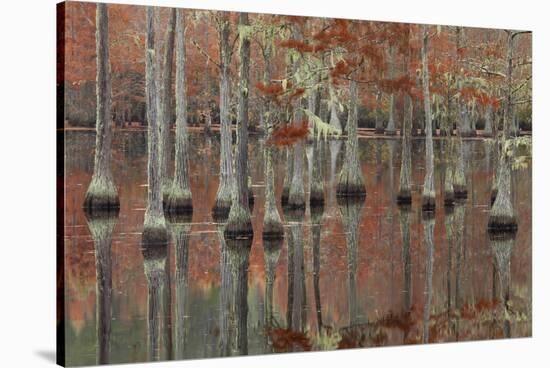 USA, Georgia, Cypress Swamp with Fall Reflections-Joanne Wells-Stretched Canvas