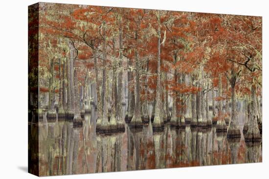 USA, Georgia, Cypress Swamp with Fall Reflections-Joanne Wells-Stretched Canvas