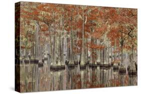 USA, Georgia, Cypress Swamp with Fall Reflections-Joanne Wells-Stretched Canvas