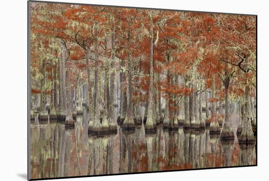 USA, Georgia, Cypress Swamp with Fall Reflections-Joanne Wells-Mounted Photographic Print