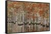 USA, Georgia, Cypress Swamp with Fall Reflections-Joanne Wells-Framed Stretched Canvas