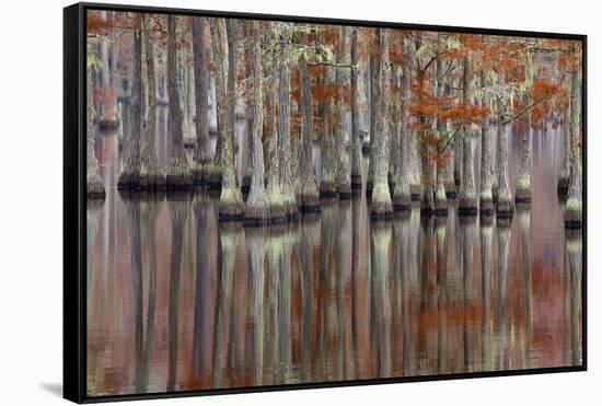 USA, Georgia, Cypress Swamp with Fall Reflections-Joanne Wells-Framed Stretched Canvas