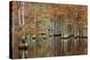 USA, Georgia, Cypress Swamp with Fall Reflections-Joanne Wells-Stretched Canvas