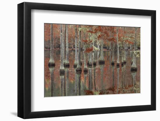USA, Georgia, Cypress Swamp with Fall Reflections-Joanne Wells-Framed Photographic Print