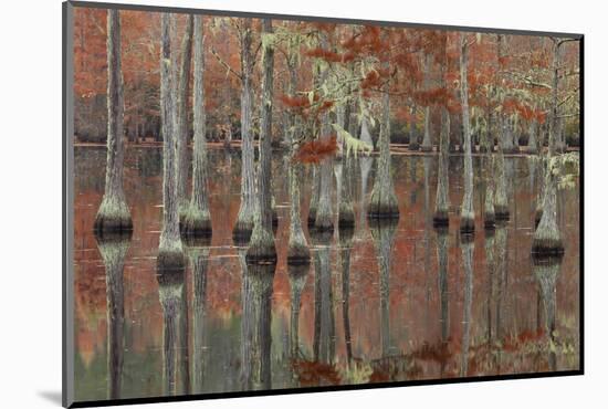 USA, Georgia, Cypress Swamp with Fall Reflections-Joanne Wells-Mounted Photographic Print