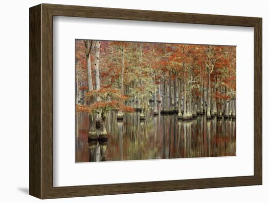 USA, Georgia, Cypress Swamp with Fall Reflections-Joanne Wells-Framed Photographic Print