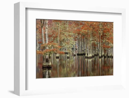 USA, Georgia, Cypress Swamp with Fall Reflections-Joanne Wells-Framed Photographic Print