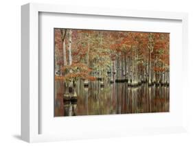 USA, Georgia, Cypress Swamp with Fall Reflections-Joanne Wells-Framed Photographic Print