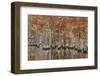 USA, Georgia, Cypress Swamp with Fall Reflections-Joanne Wells-Framed Photographic Print