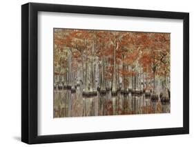 USA, Georgia, Cypress Swamp with Fall Reflections-Joanne Wells-Framed Photographic Print