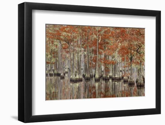 USA, Georgia, Cypress Swamp with Fall Reflections-Joanne Wells-Framed Photographic Print