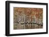 USA, Georgia, Cypress Swamp with Fall Reflections-Joanne Wells-Framed Photographic Print