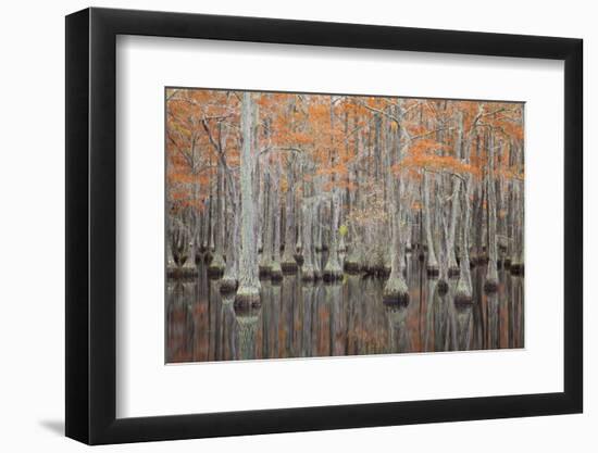 USA, Georgia. Cypress trees in the fall at George Smith State Park.-Joanne Wells-Framed Photographic Print