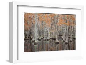 USA, Georgia. Cypress trees in the fall at George Smith State Park.-Joanne Wells-Framed Photographic Print