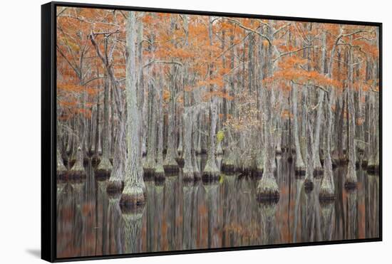 USA, Georgia. Cypress trees in the fall at George Smith State Park.-Joanne Wells-Framed Stretched Canvas