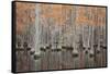 USA, Georgia. Cypress trees in the fall at George Smith State Park.-Joanne Wells-Framed Stretched Canvas