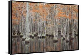 USA, Georgia. Cypress trees in the fall at George Smith State Park.-Joanne Wells-Framed Stretched Canvas