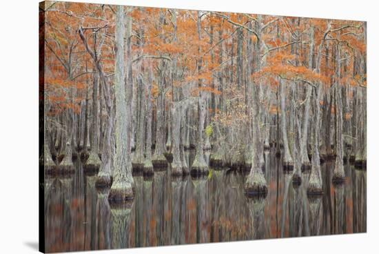 USA, Georgia. Cypress trees in the fall at George Smith State Park.-Joanne Wells-Stretched Canvas