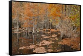 USA, Georgia. Cypress trees in the fall at George Smith State Park.-Joanne Wells-Framed Stretched Canvas