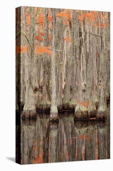 USA, Georgia. Cypress trees in the fall at George Smith State Park.-Joanne Wells-Stretched Canvas