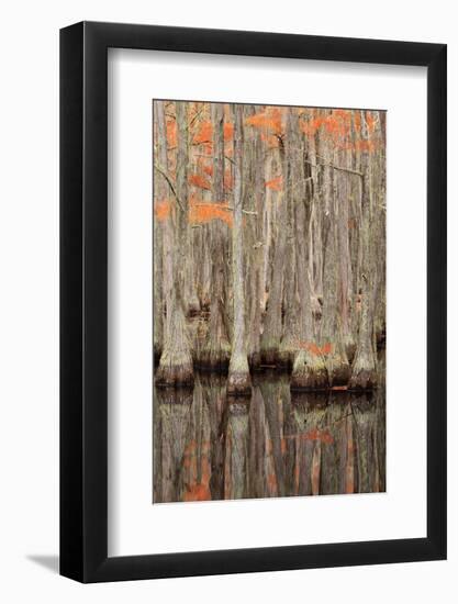 USA, Georgia. Cypress trees in the fall at George Smith State Park.-Joanne Wells-Framed Photographic Print