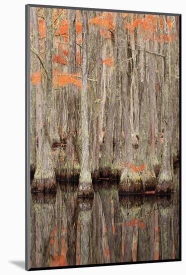 USA, Georgia. Cypress trees in the fall at George Smith State Park.-Joanne Wells-Mounted Photographic Print