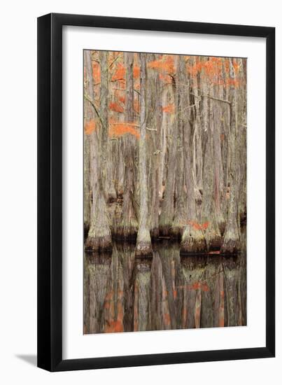 USA, Georgia. Cypress trees in the fall at George Smith State Park.-Joanne Wells-Framed Photographic Print