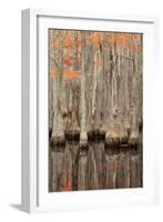 USA, Georgia. Cypress trees in the fall at George Smith State Park.-Joanne Wells-Framed Photographic Print