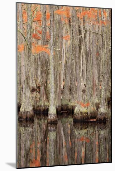 USA, Georgia. Cypress trees in the fall at George Smith State Park.-Joanne Wells-Mounted Photographic Print