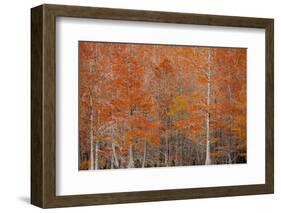 USA, Georgia. Cypress trees in the fall at George Smith State Park.-Joanne Wells-Framed Photographic Print