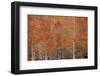 USA, Georgia. Cypress trees in the fall at George Smith State Park.-Joanne Wells-Framed Photographic Print