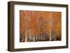 USA, Georgia. Cypress trees in the fall.-Joanne Wells-Framed Photographic Print