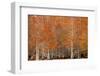 USA, Georgia. Cypress trees in the fall.-Joanne Wells-Framed Photographic Print