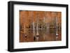 USA, Georgia. Cypress trees with wood duck box in the fall at George Smith State Park.-Joanne Wells-Framed Photographic Print