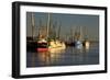 USA, Georgia, Darien. Shrimp boats docked at Darien.-Joanne Wells-Framed Photographic Print