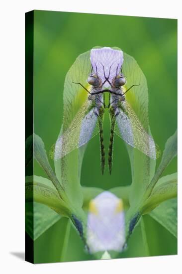 USA, Georgia. Dragonfly Montage-Jaynes Gallery-Stretched Canvas