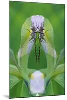 USA, Georgia. Dragonfly Montage-Jaynes Gallery-Mounted Photographic Print