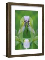 USA, Georgia. Dragonfly Montage-Jaynes Gallery-Framed Photographic Print