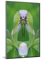 USA, Georgia. Dragonfly Montage-Jaynes Gallery-Mounted Photographic Print