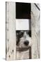 USA, Georgia. Engaging dog peeks through fence wistfully-Trish Drury-Stretched Canvas