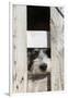 USA, Georgia. Engaging dog peeks through fence wistfully-Trish Drury-Framed Photographic Print