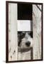 USA, Georgia. Engaging dog peeks through fence wistfully-Trish Drury-Framed Photographic Print