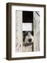USA, Georgia. Engaging dog peeks through fence wistfully-Trish Drury-Framed Photographic Print