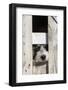 USA, Georgia. Engaging dog peeks through fence wistfully-Trish Drury-Framed Photographic Print